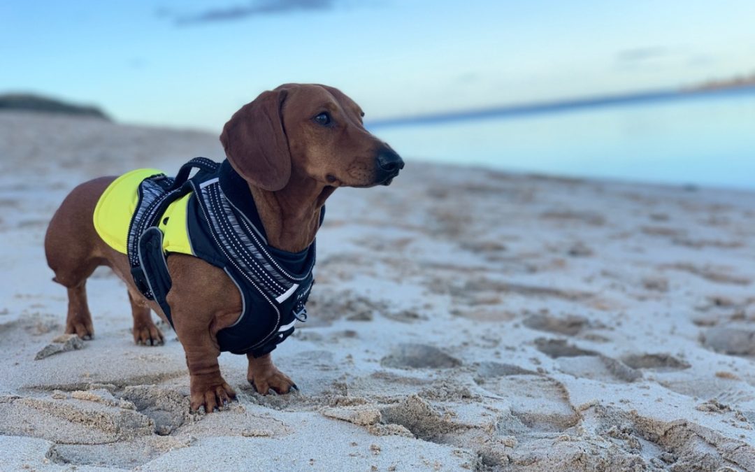 Dog Friendly Beaches