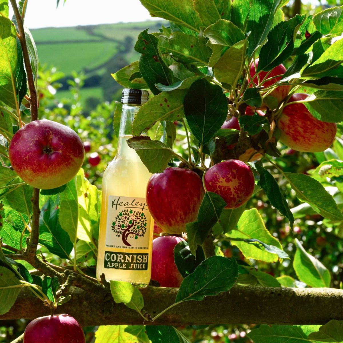dog-friendly-days-out-healeys-cornish-cider-farm