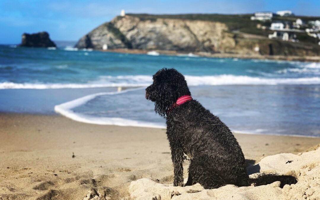 Dog Friendly Days Out
