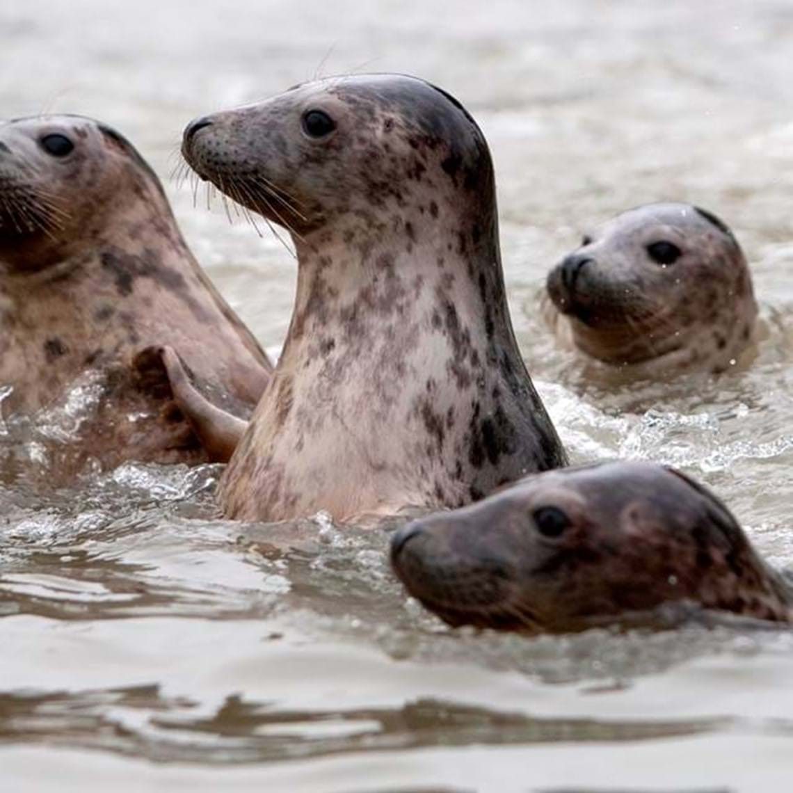 dog-friendly-days-out-seal-sanctuary